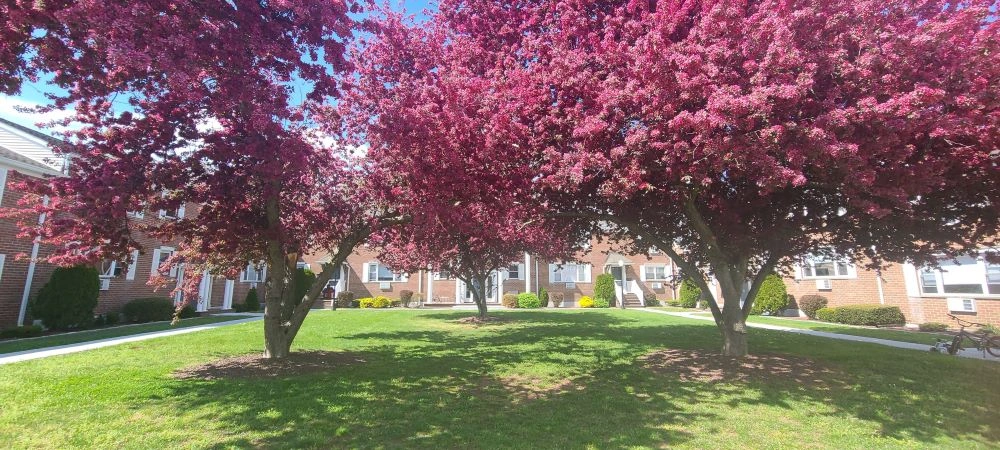 Colonial Village Apartments Banner 5